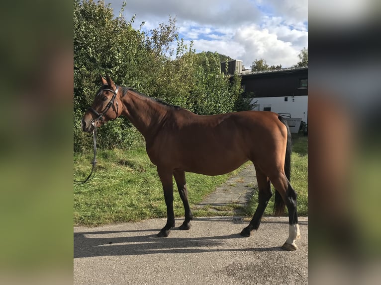 Holsteiner Jument 13 Ans 171 cm Bai in Massenhausen