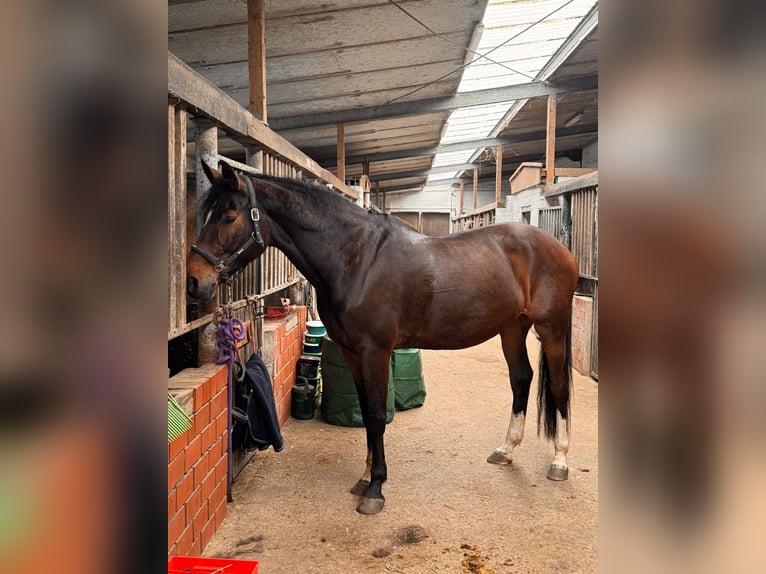 Holsteiner Croisé Jument 13 Ans 172 cm Bai in Bissendorf