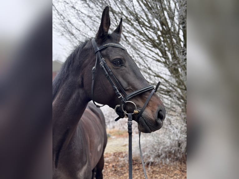 Holsteiner Jument 13 Ans 172 cm in Mainburg