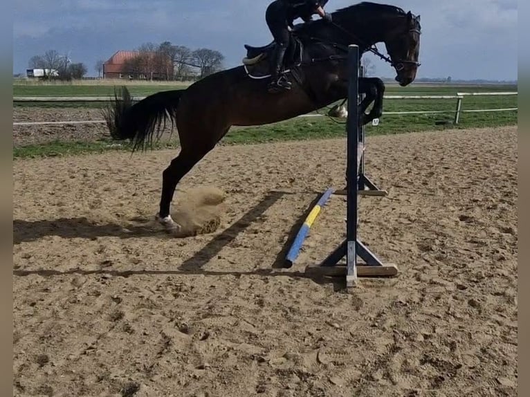 Holsteiner Jument 13 Ans 175 cm Bai brun in Petershagen