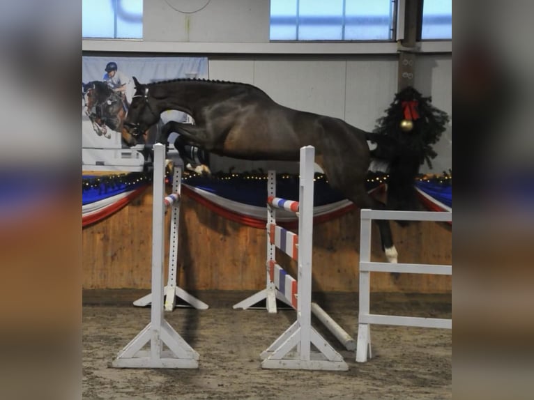 Holsteiner Jument 13 Ans 175 cm Bai brun in Petershagen