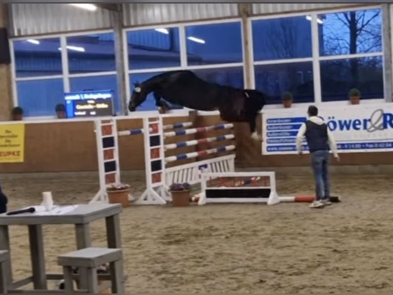 Holsteiner Jument 13 Ans 175 cm Bai brun in Petershagen