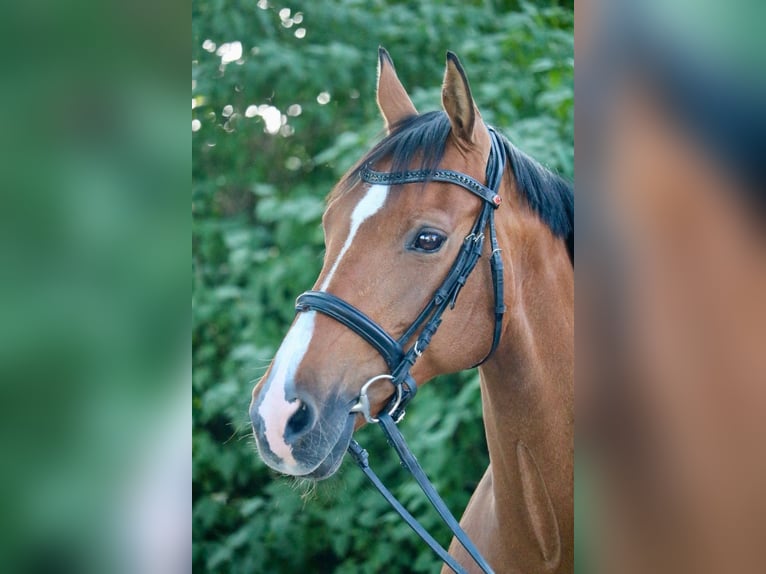 Holsteiner Jument 14 Ans 155 cm in Glandorf