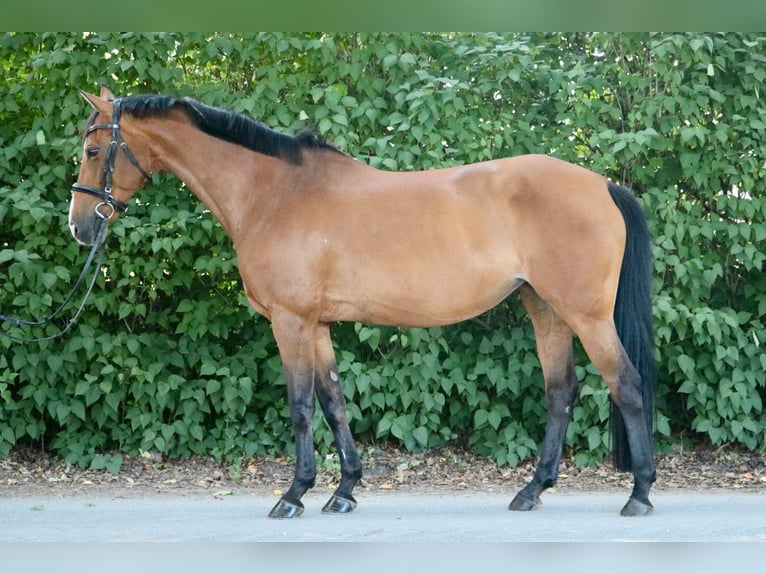 Holsteiner Jument 14 Ans 155 cm in Glandorf