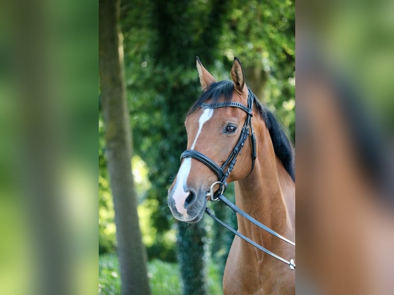 Holsteiner Jument 14 Ans 155 cm in Glandorf