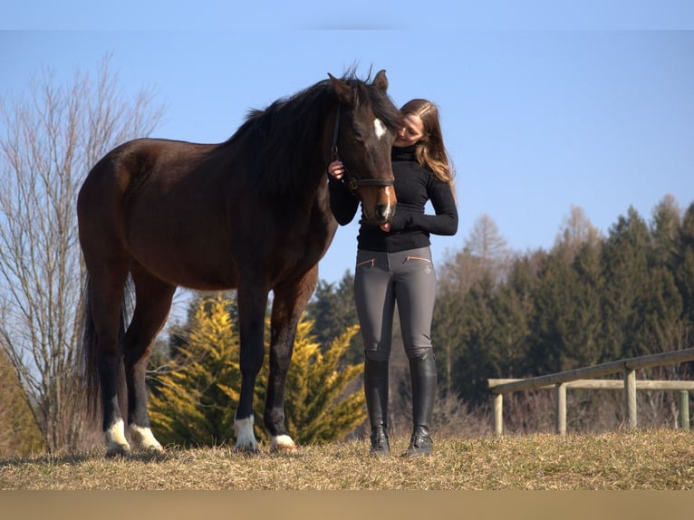 Holsteiner Jument 14 Ans 160 cm Bai in Puch bei Weiz