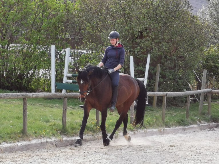 Holsteiner Jument 14 Ans 160 cm Bai in Puch bei Weiz