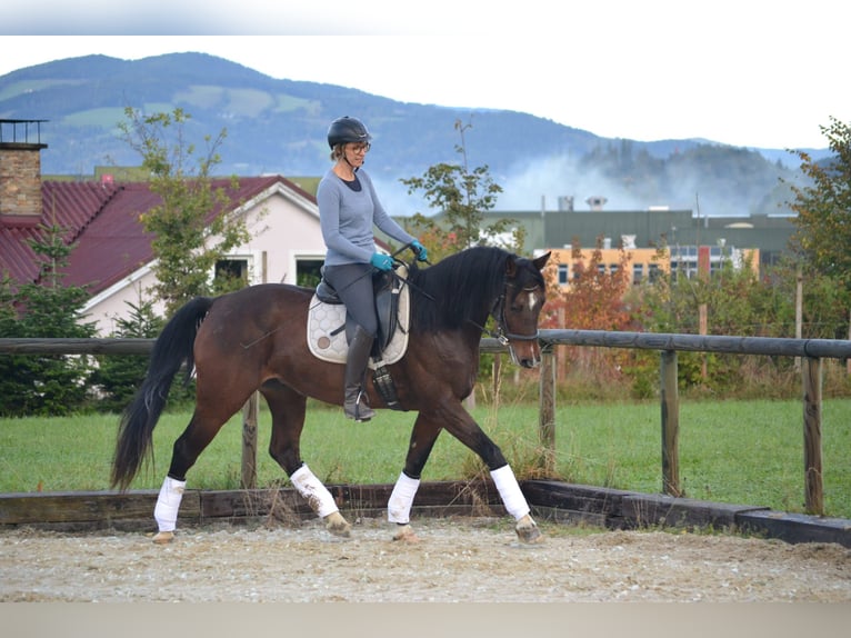 Holsteiner Jument 14 Ans 160 cm Bai in Puch bei Weiz