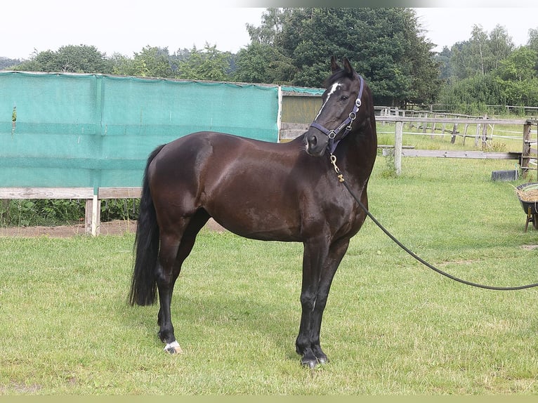 Holsteiner Jument 14 Ans 162 cm Noir in Arberg