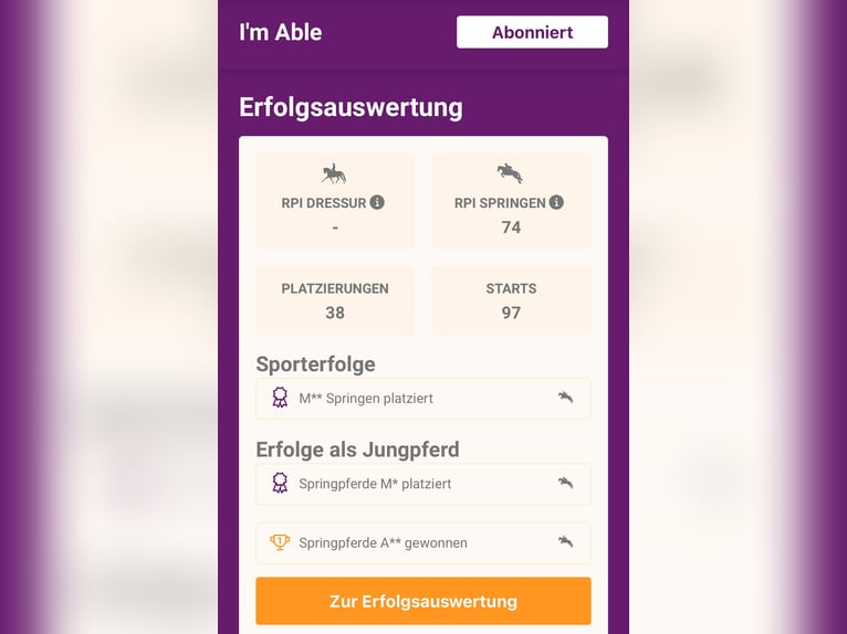 Holsteiner Jument 14 Ans 163 cm Bai in Neuenkirchen