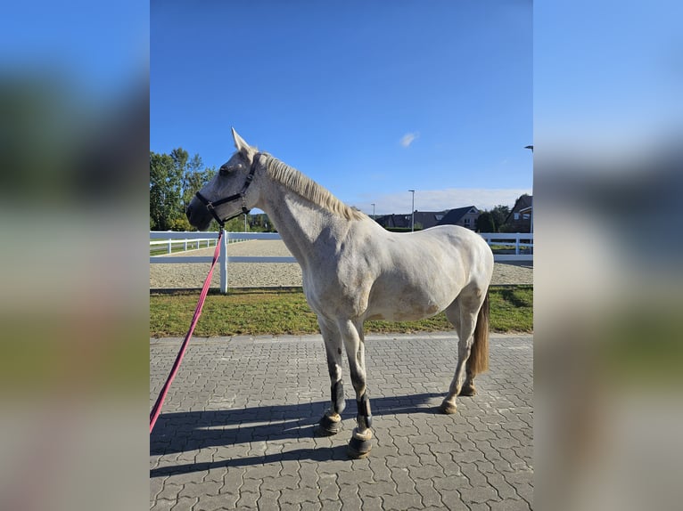 Holsteiner Jument 14 Ans 163 cm Gris in Brietlingen