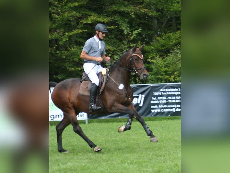 Holsteiner Jument 14 Ans 164 cm Bai brun foncé in Tuningen