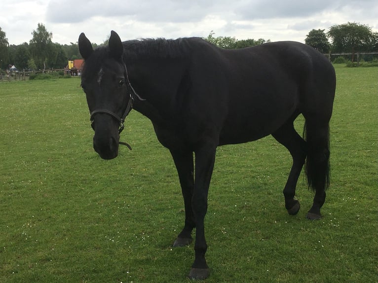Holsteiner Jument 14 Ans 165 cm Bai brun in Bendestorf