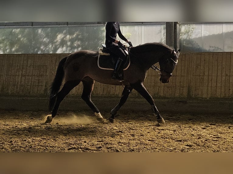 Holsteiner Jument 14 Ans 165 cm Bai brun foncé in Wachtendonk