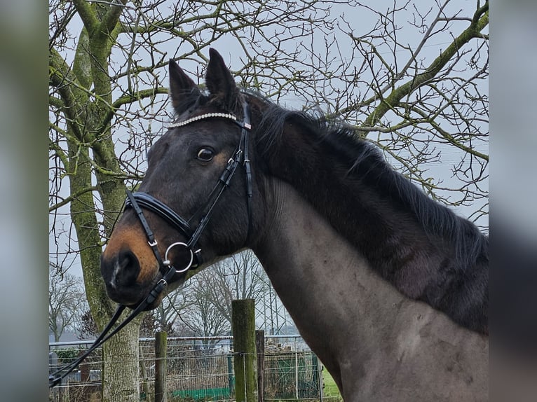 Holsteiner Jument 14 Ans 165 cm Bai brun foncé in Wachtendonk