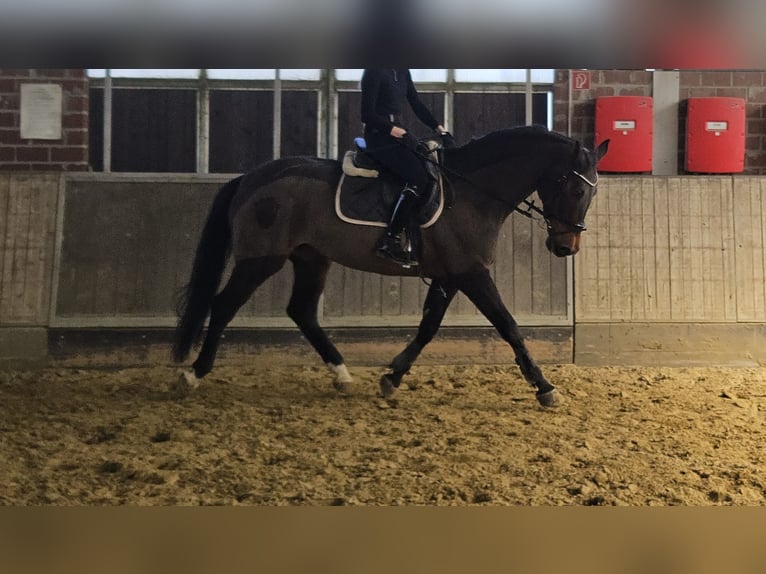 Holsteiner Jument 14 Ans 165 cm Bai brun foncé in Wachtendonk