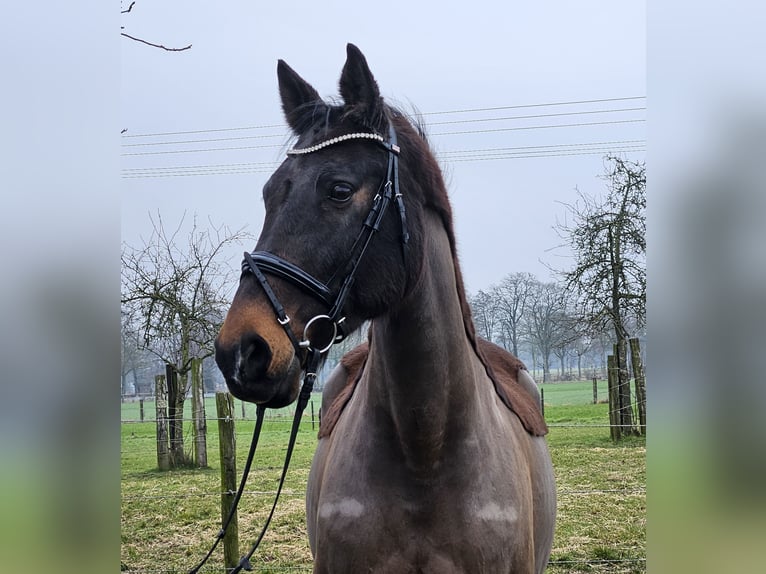 Holsteiner Jument 14 Ans 165 cm Bai brun foncé in Wachtendonk