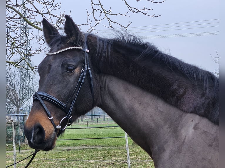 Holsteiner Jument 14 Ans 165 cm Bai brun foncé in Wachtendonk