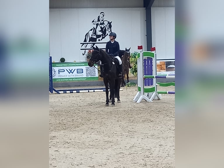 Holsteiner Jument 14 Ans 165 cm Bai in Bad Wildungen