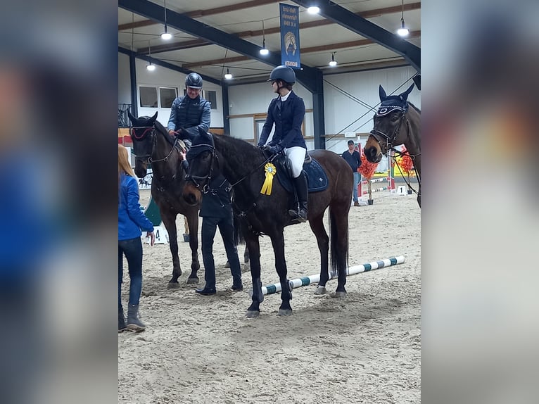 Holsteiner Jument 14 Ans 165 cm Bai in Bad Wildungen