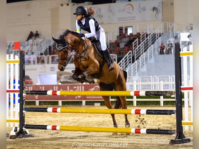 Holsteiner Croisé Jument 14 Ans 166 cm Bai in Mabella North, Seeb