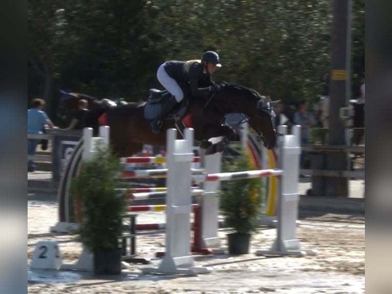 Holsteiner Jument 14 Ans 167 cm Bai brun foncé in Wiesbaden