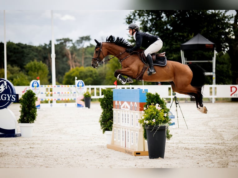 Holsteiner Jument 14 Ans 167 cm Bai in Komorniki