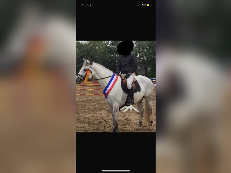 Holsteiner Jument 14 Ans 167 cm in Leck