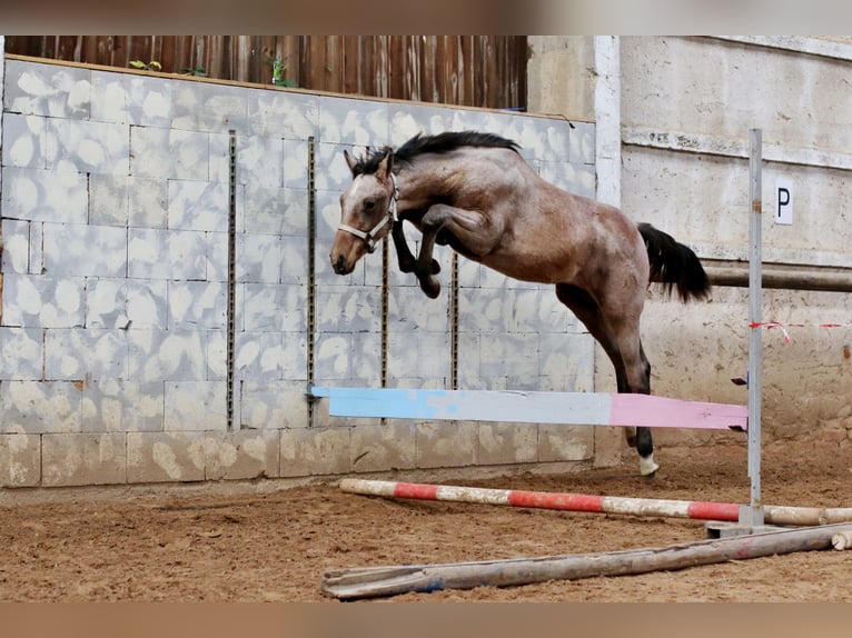 Holsteiner Jument 14 Ans 167 cm Gris in Lisna