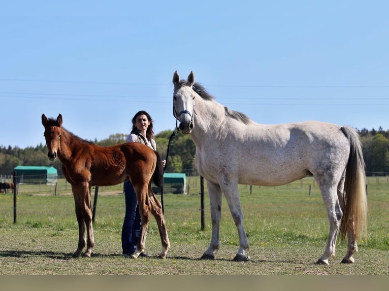 Holsteiner Jument 14 Ans 167 cm Gris in Lisna