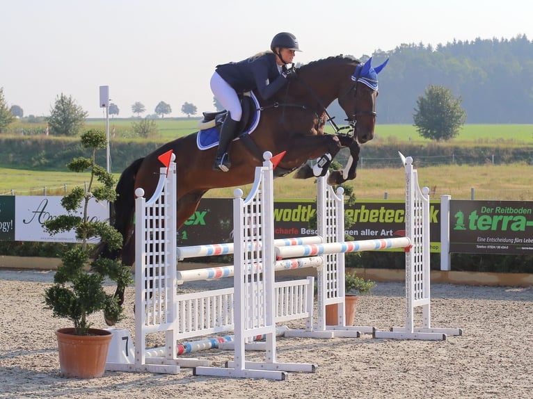 Holsteiner Jument 14 Ans 168 cm Bai brun in Me&#xDF;stetten