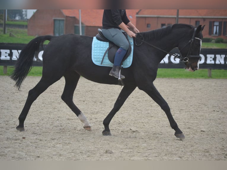 Holsteiner Jument 14 Ans 169 cm Noir in wuustwezel