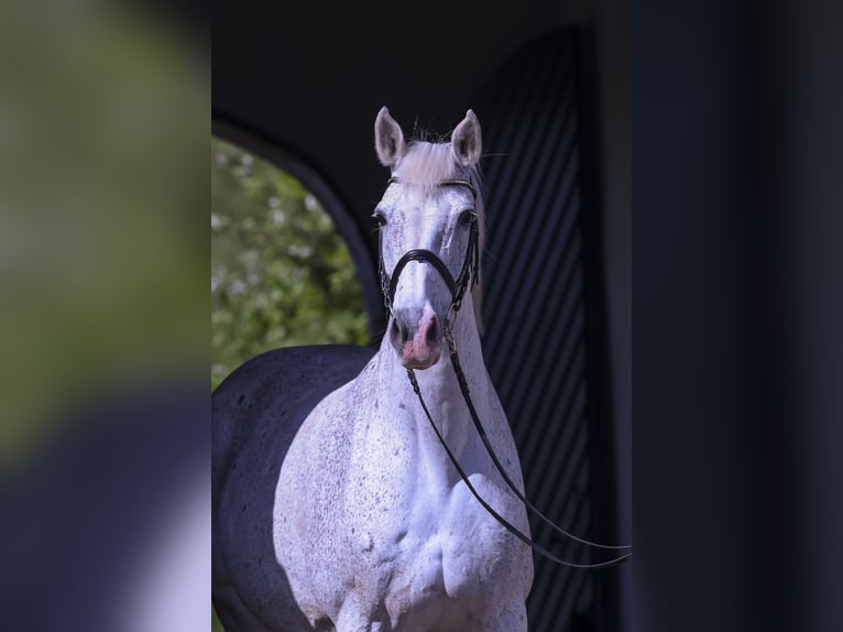 Holsteiner Jument 14 Ans 170 cm Gris in Schierensee