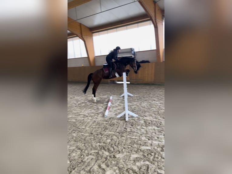 Holsteiner Jument 14 Ans 171 cm  in Hennef