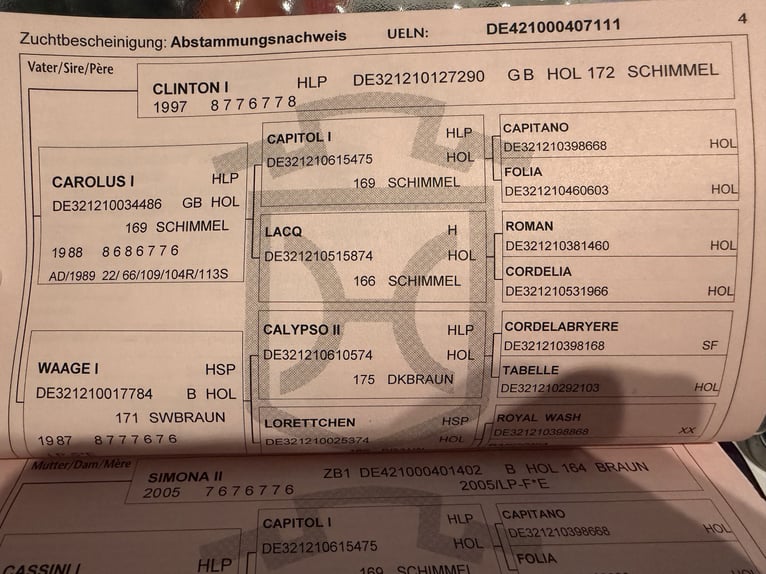 Holsteiner Jument 14 Ans 172 cm Gris in Buchen (Odenwald)