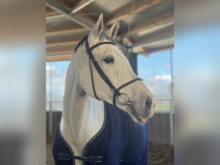 Holsteiner Jument 14 Ans 172 cm Gris in Buchen (Odenwald)