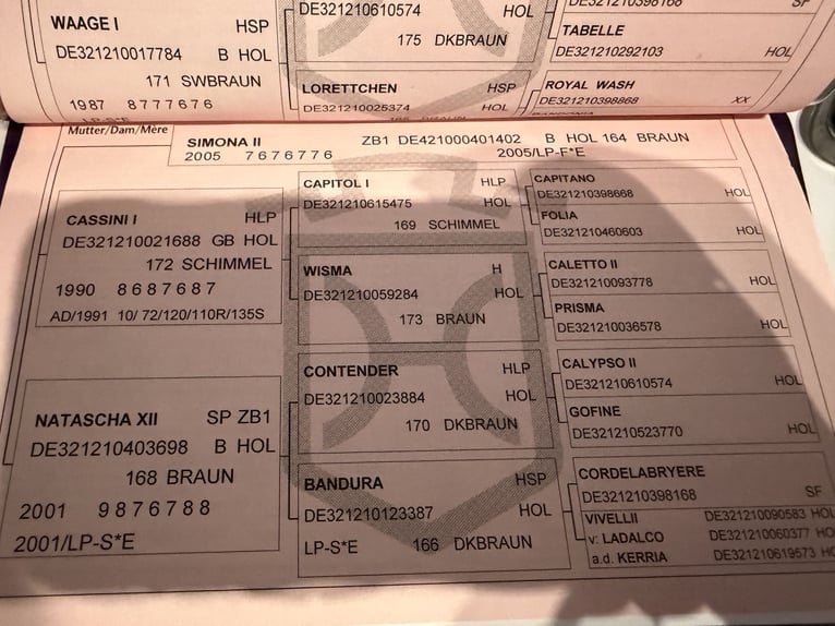 Holsteiner Jument 14 Ans 172 cm Gris in Buchen (Odenwald)