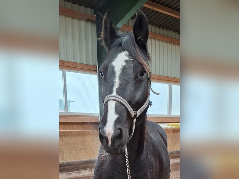 Holsteiner Jument 14 Ans 172 cm Noir in Glasau