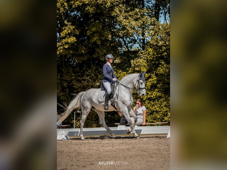 Holsteiner Jument 14 Ans 173 cm Gris in Ratingen