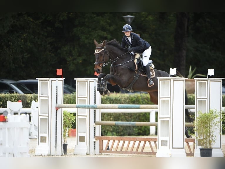 Holsteiner Jument 14 Ans 174 cm Bai in montelupo fiorentino