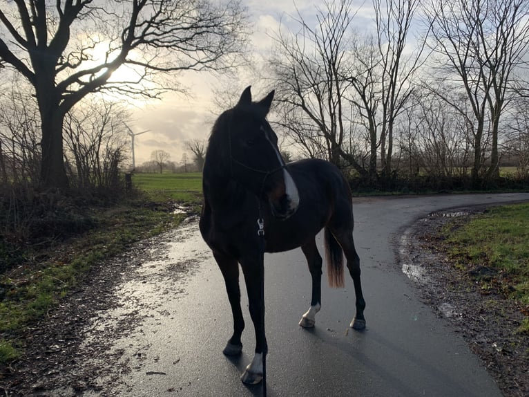 Holsteiner Jument 14 Ans 174 cm Bai in Kiel