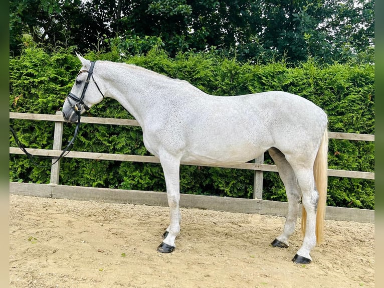 Holsteiner Jument 14 Ans 174 cm Gris in Ahaus