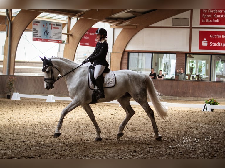 Holsteiner Jument 14 Ans 174 cm Gris in Ahaus