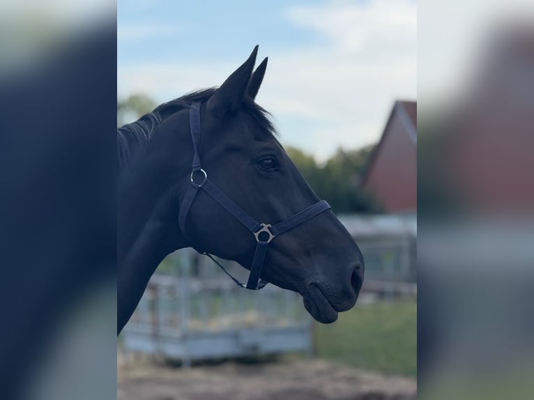Holsteiner Jument 14 Ans 175 cm Noir in Burg