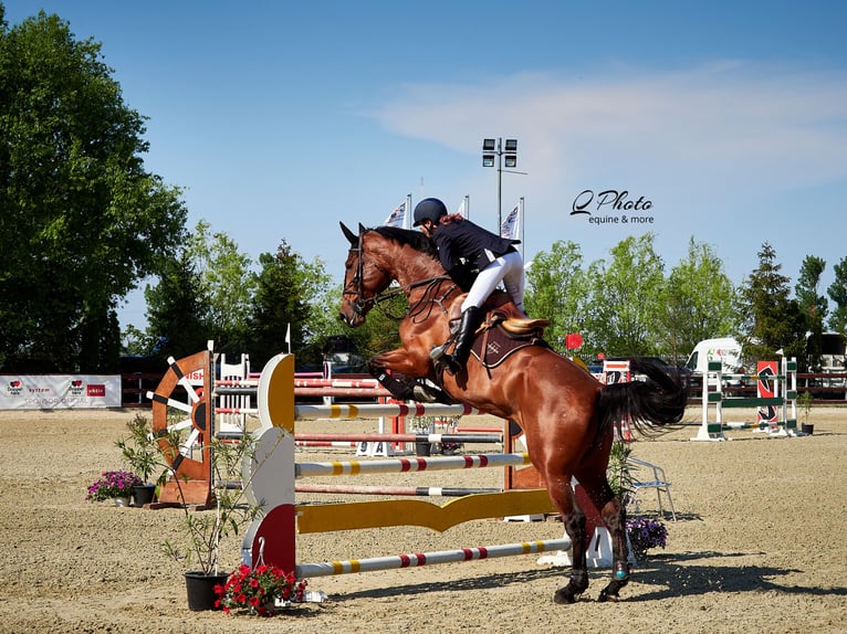 Holsteiner Croisé Jument 14 Ans 182 cm Bai cerise in Campina Prahova