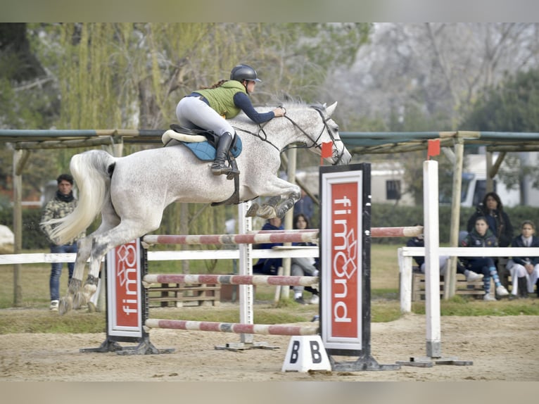 Holsteiner Jument 14 Ans Gris in Giulianova