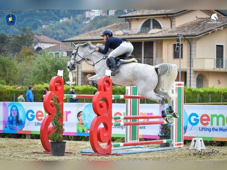 Holsteiner Jument 14 Ans Gris in Giulianova