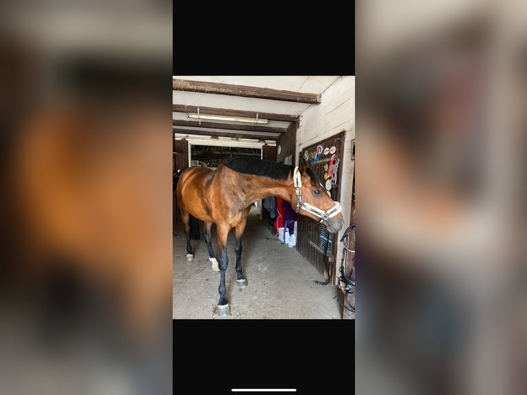 Holsteiner Jument 15 Ans 160 cm Bai in Vietlübbe