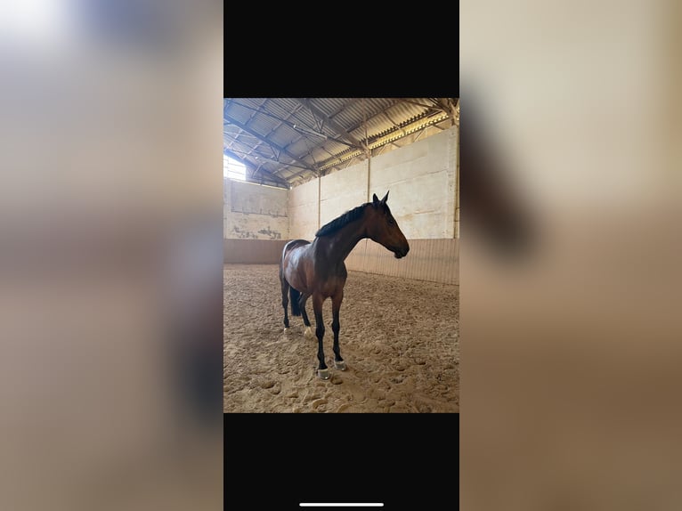 Holsteiner Jument 15 Ans 160 cm Bai in Vietlübbe