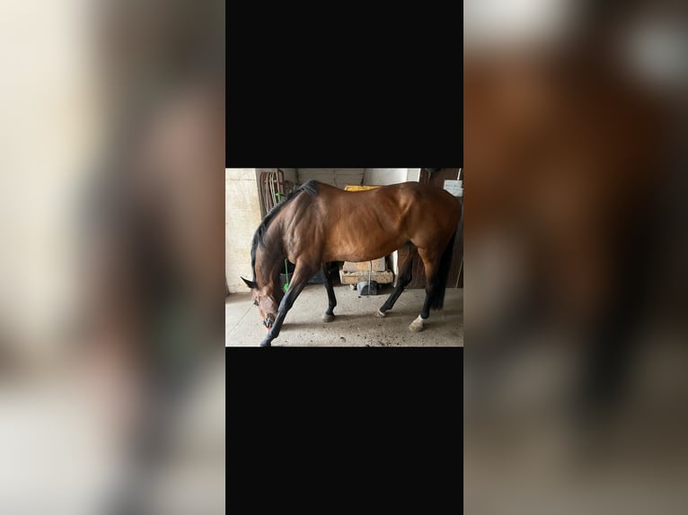Holsteiner Jument 15 Ans 160 cm Bai in Vietlübbe